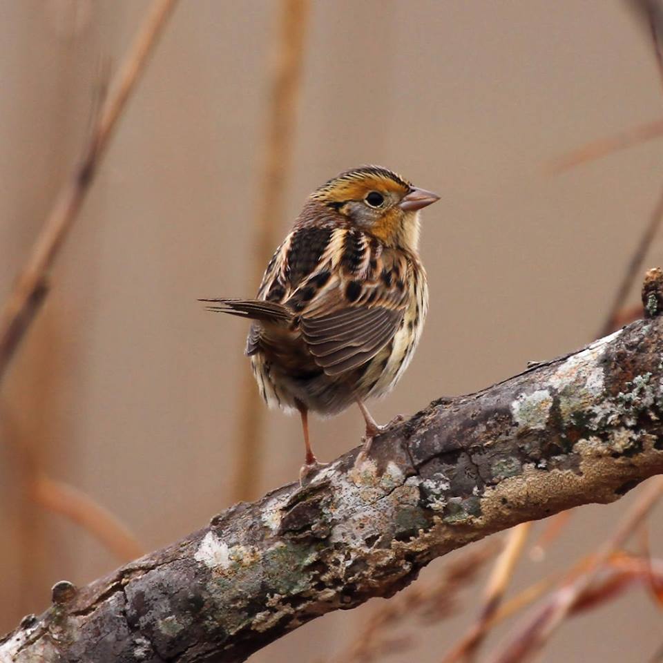 LeConte's Sparrow.jpg - Le Conte's Sparrow photographed by Sabrina Nicholson